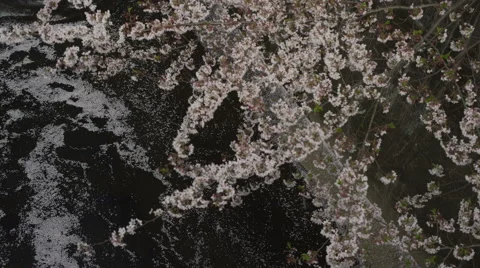 Cherry Blossom Branches Over a River Video stock 62447883