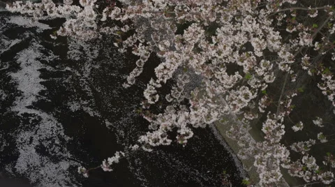 Cherry Blossom Branches Over a River Video stock 62448233