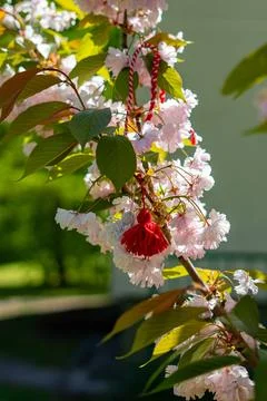 Cherry Blossom Branches Stock Photos