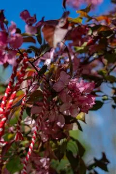 Cherry Blossom Branches Stock Photos