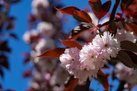 Cherry Blossom Branches Stock Photos