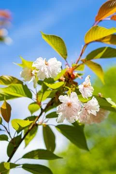 Cherry Blossom Branches Stock Photos