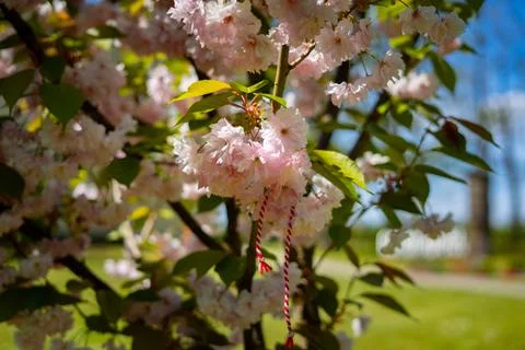 Cherry Blossom Branches Stock Photos