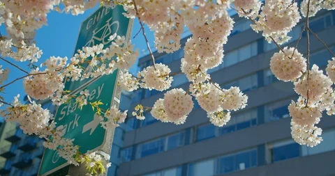Cherry Blossom Branches with Sign Video stock 129852069