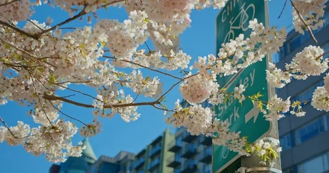 Cherry Blossom Branches with Sign Video stock 129852413