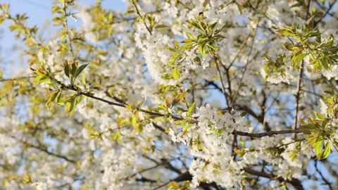 Cherry blossom branches with soft white petals in bright sunlight glow. Double Vídeo Stock 333588826