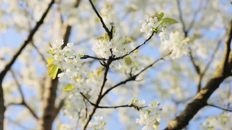 Cherry blossom branches with soft white petals in bright sunlight glow. Double Vídeo Stock 333591966