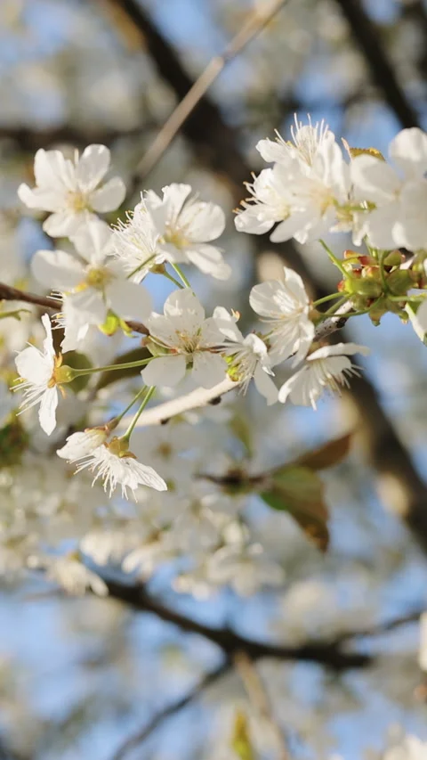 Cherry blossom branches with soft white petals in bright sunlight glow. Double 動画素材 333593788