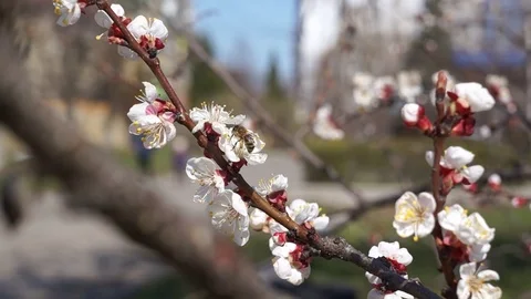 Cherry blossom branches in a spring day Stock Footage 127204982