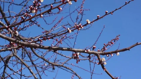 Cherry blossom branches in a spring day Stock Footage 127204987