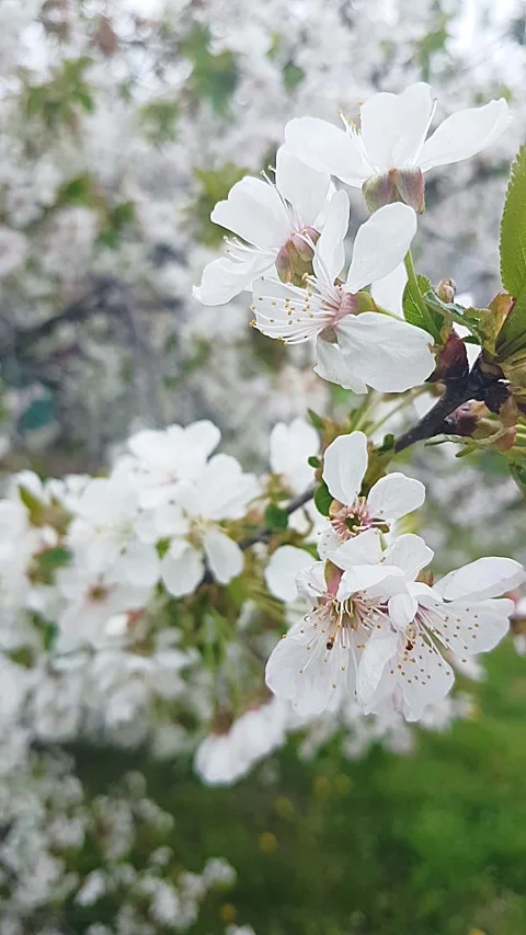 Cherry Blossom Branches in Spring. Stock Footage 303603712