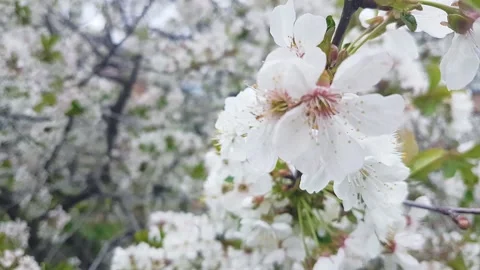 Cherry Blossom Branches in Spring. Stock Footage 303603807