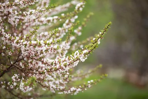 Cherry blossom branches in spring, selective focus Stock Photos