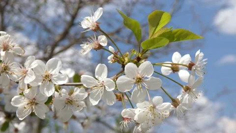 Cherry blossom branches sway in the wind against a blue sky close-up Stock Footage 197067212