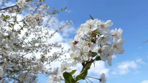 Cherry blossom branches sway in the wind against a blue sky close-up Stock Footage 197067243