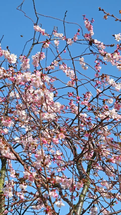 Cherry blossom branches swaying in clear blue spring sky in garden Stock Footage 331574537