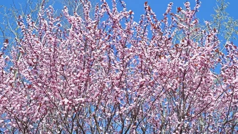 Cherry blossom branches swaying in spring park under blue sky Stock Footage 331523667