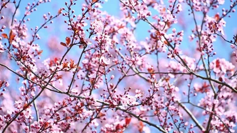 Cherry blossom branches swaying in spring sky over outdoor park Stock Footage 331523793