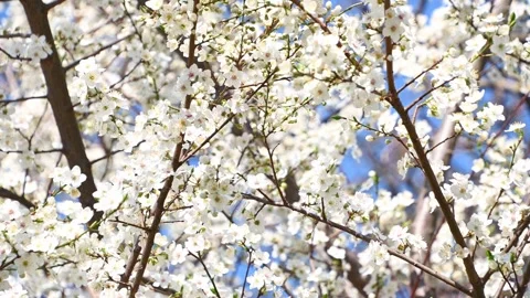 Cherry blossom branches swaying in spring orchard sunlight Stock Footage 331526794