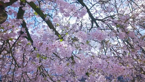 Cherry Blossom Branches Swaying In Wind Stock Footage 331812025