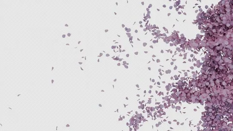 Cherry Blossom Breeze Transition Video stock 305768293