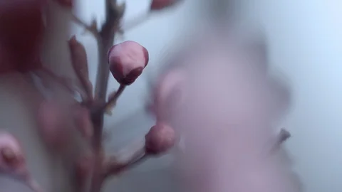 Cherry blossom bud on a tree Stock Footage 86373375