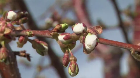 Cherry Blossom Buds Video stock 327966