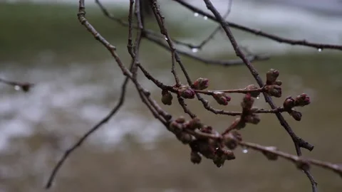 Cherry Blossom Buds with Raindrops and Melting Snow Background, Close Up Stock Footage 193066480
