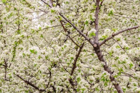 Cherry blossom buds on tree. Spring background Stock Photos