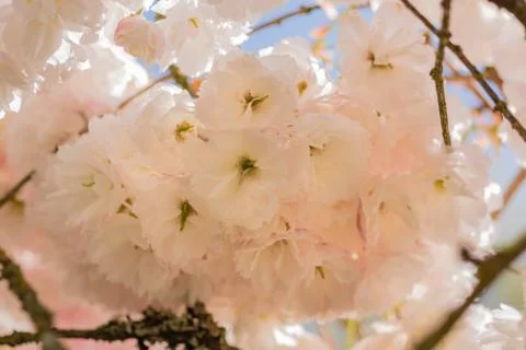 Cherry Blossom Bunch Stock Photos