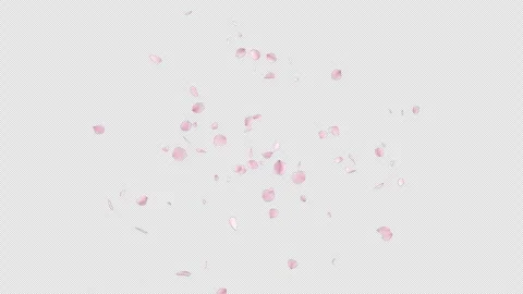 Cherry Blossom Burst 4 Pack Stock Footage 249135288