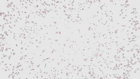 Cherry Blossom Burst with Alpha Channel Stock Footage 201837005