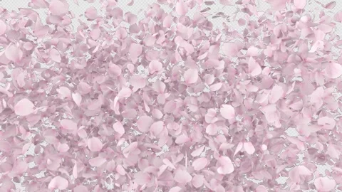 Cherry Blossom Burst on Alpha Stock Footage 245467564