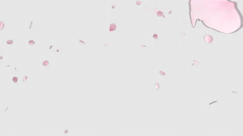 Cherry Blossom Burst on Alpha Stock Footage 256735219