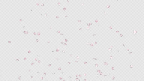 Cherry Blossom Burst on Alpha Stock Footage 263103676