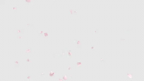 Cherry Blossom Burst on Alpha Stock Footage 265147379