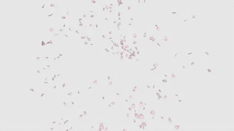 Cherry Blossom Burst Stock Footage 170864400