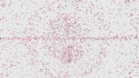 Cherry Blossom Burst Stock Footage 171965597
