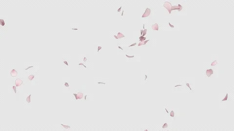 Cherry Blossom Burst Stock Footage 172540992