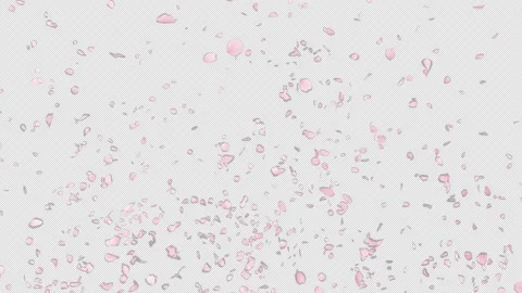 Cherry Blossom  Burst Stock Footage 228577204