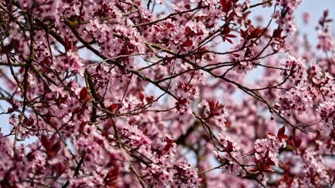 Cherry Blossom Bush – Mid-View Wide Shot 4K Cinematic Spring Nature Stock-Footage 320189515
