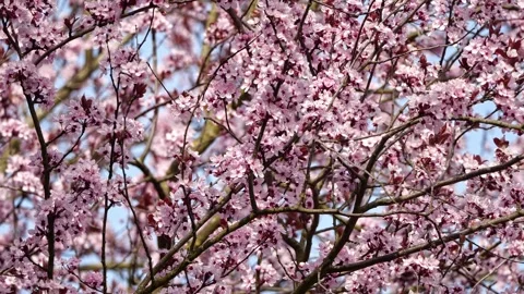 Cherry Blossom Bush – Mid-View Wide Shot 4K Cinematic Spring Nature 動画素材 320189573
