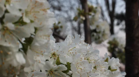 Cherry blossom. Camera movement. Video stock 36741296