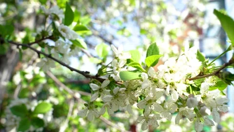 Cherry blossom, the camera slowly walks through the leaves Stock Footage 154708342