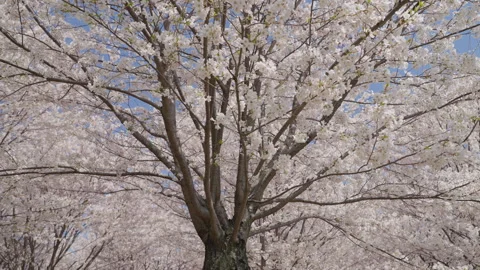 Cherry Blossom Canopy against Blue Sky Stock Footage 336224334