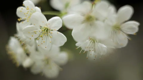 Cherry blossom cereals plan Stock Footage 50491945