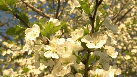 Cherry blossom. Cherry orchard in spring Stockbeeldmateriaal 107939260