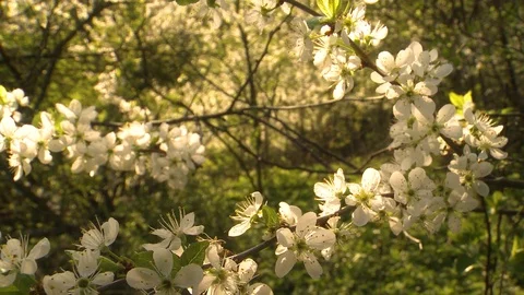 Cherry blossom. Cherry orchard in spring Video stock 107939677