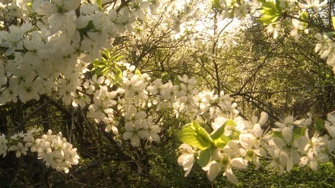 Cherry blossom. Cherry orchard in spring Video stock 107939749