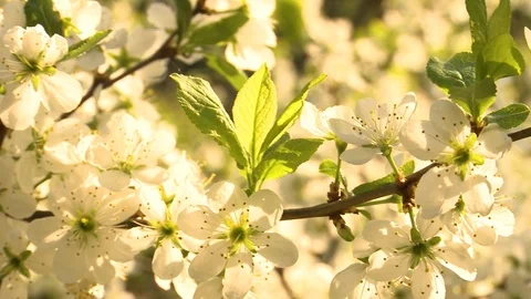 Cherry blossom. Cherry orchard in spring Video stock 107939752